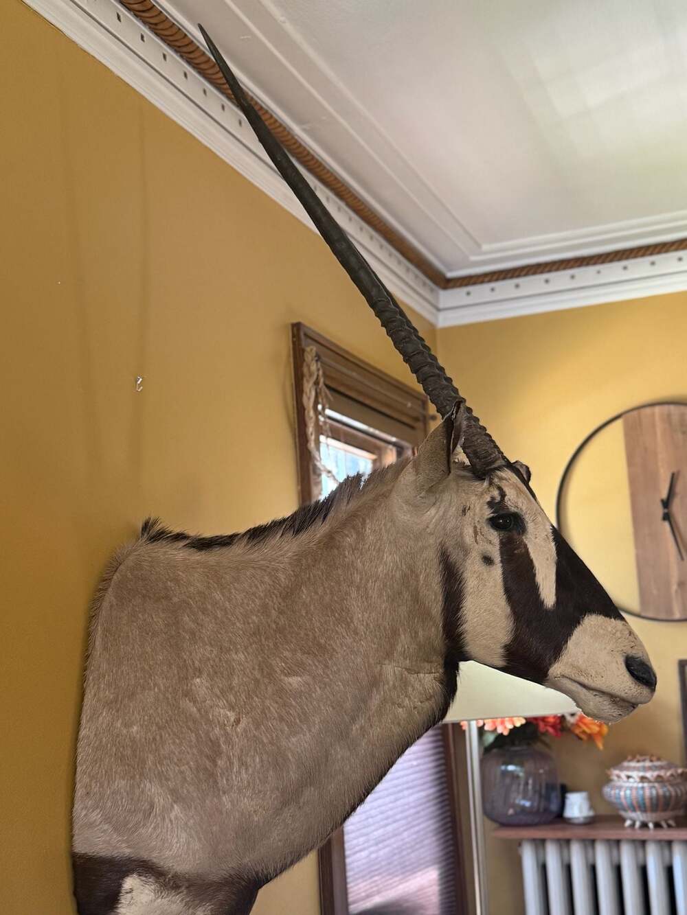 Taxidermy African Oryx Antelope Bust With Horns, Rare Hunting Trophy Mount